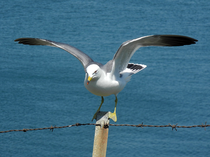 Black-tailed Gull