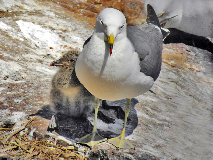 Black-tailed Gull