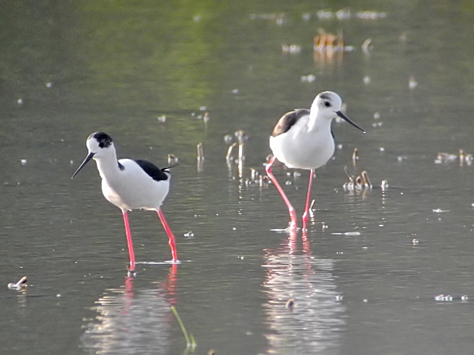 Black-winged Stilt