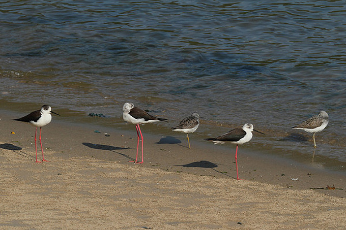Black-winged Stilt