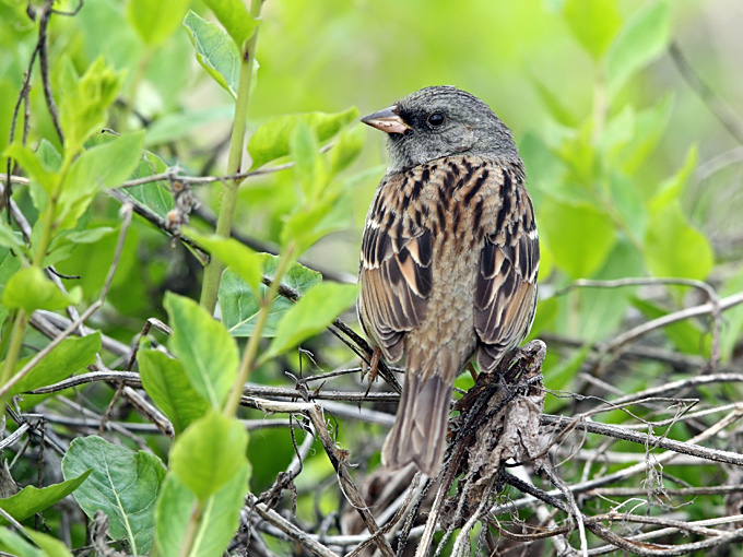 Black-faced Bunting