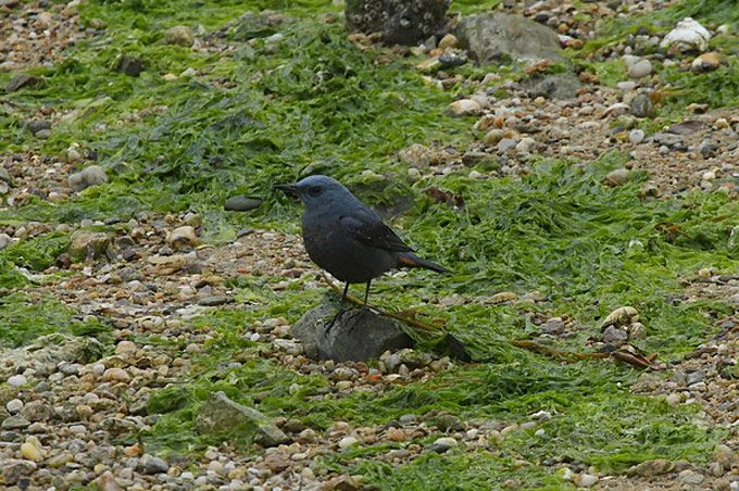 Blue Rock Thrush