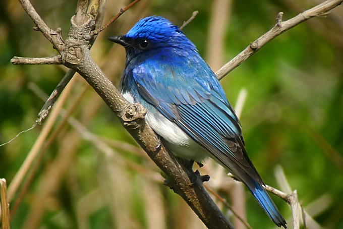 Blue-and-white Flycatcher