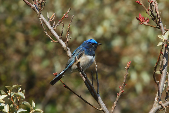 Blue-and-white Flycatcher