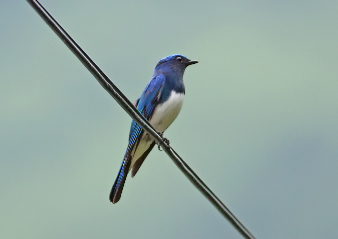 Blue-and-white Flycatcher