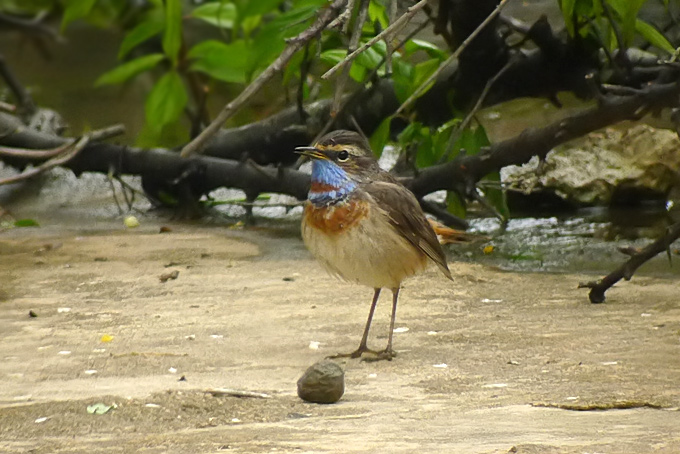 Bluethroat