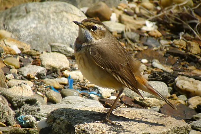 Bluethroat