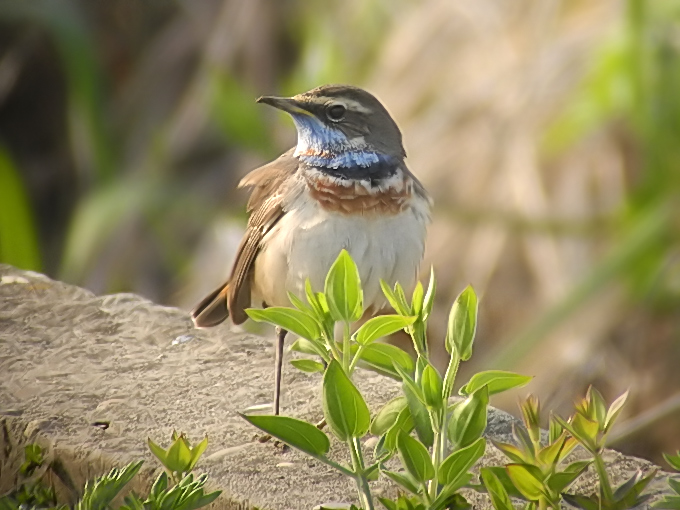 Bluethroat