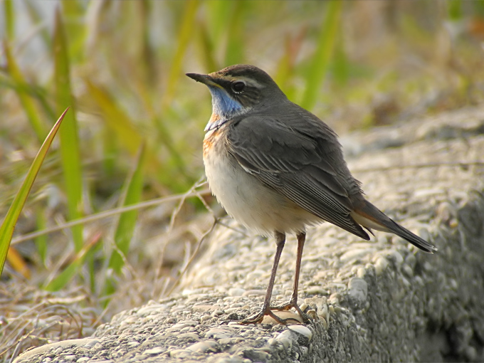 Bluethroat