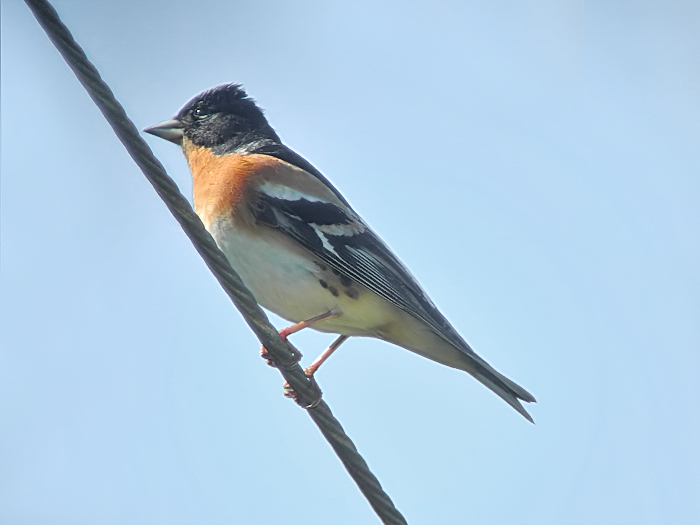 Brambling