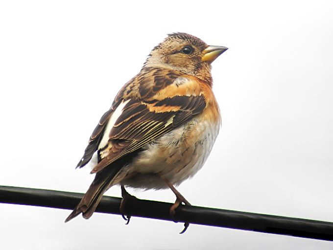 Brambling