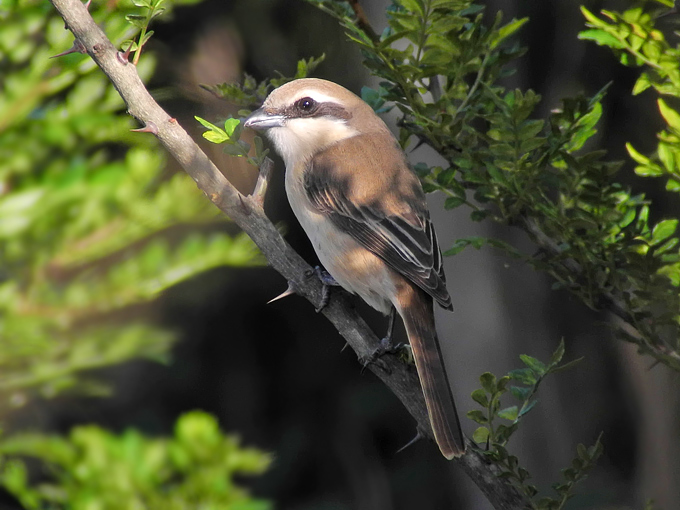 Brown Shrike