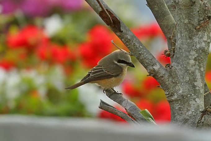 Brown Shrike