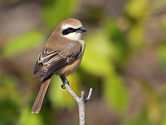 Brown Shrike