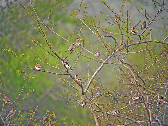 Chinese Grosbeak
