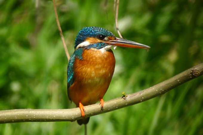 Common Kingfisher