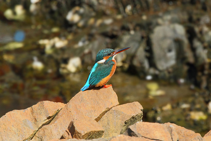 Common Kingfisher