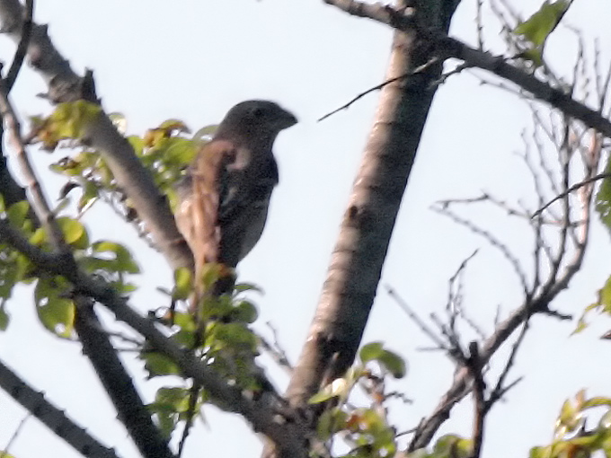 Common Rosefinch
