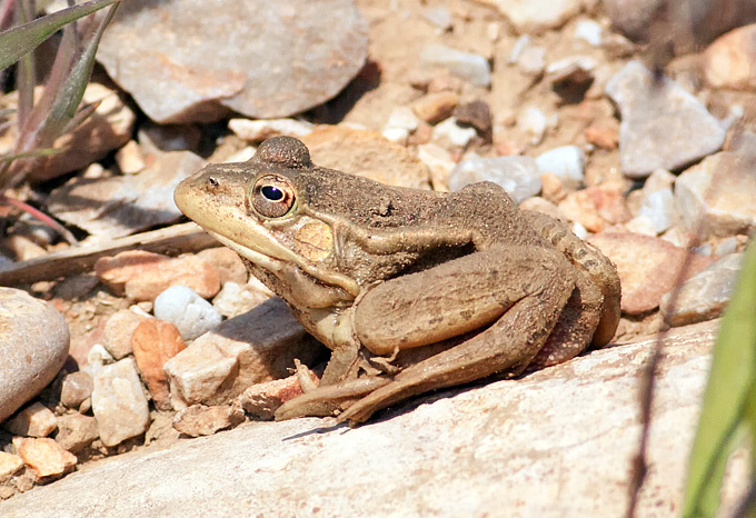 Dark-spotted Frog