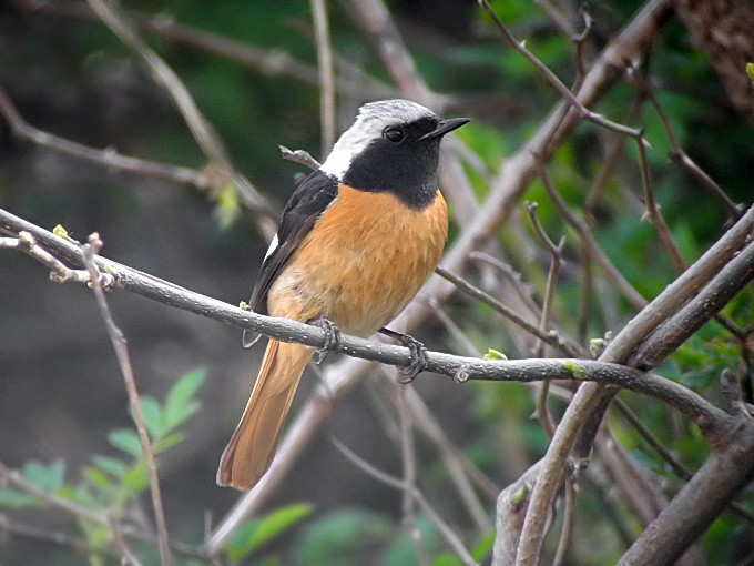 Daurian Redstart