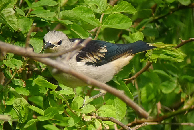 Daurian Starling