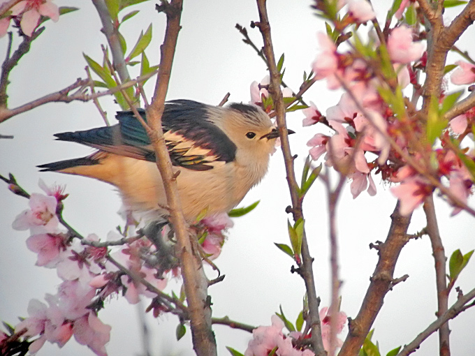 Daurian Starling