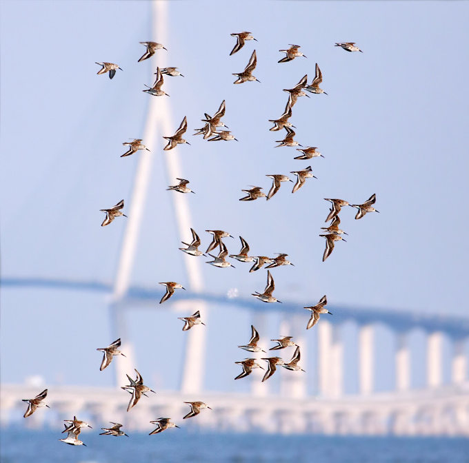 Dunlin