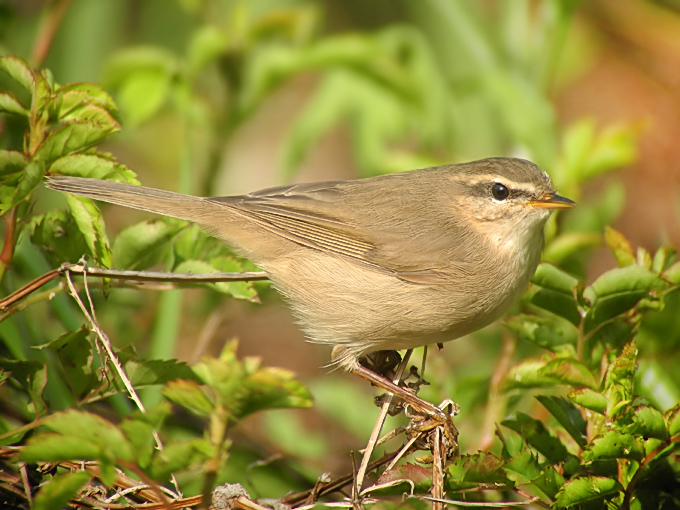 Dusky Warbler