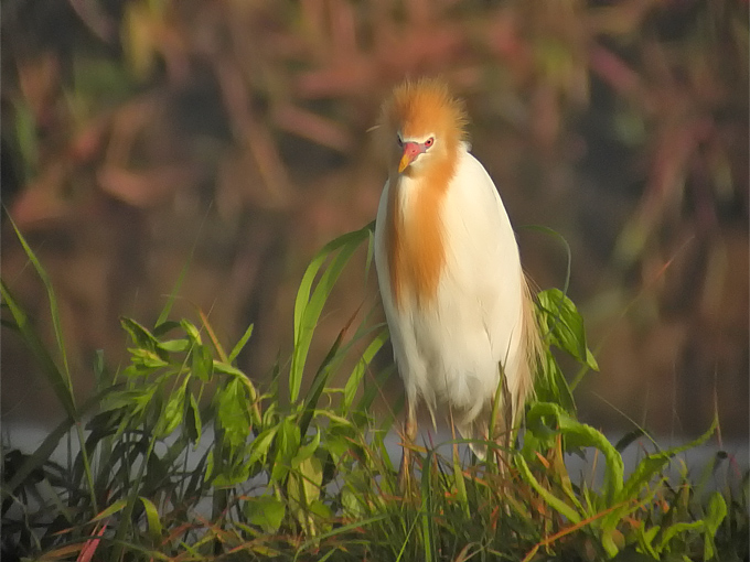 Eastern Cattle Egret