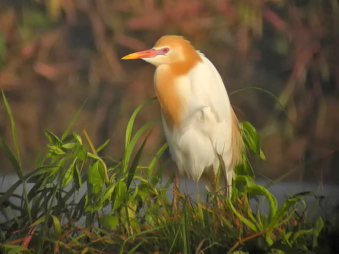 Eastern Cattle Egret