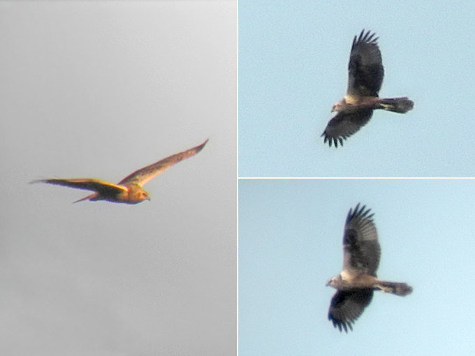 Eastern Marsh Harrier