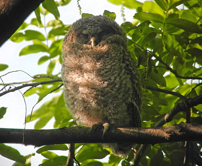 Eastern Tawny Owl