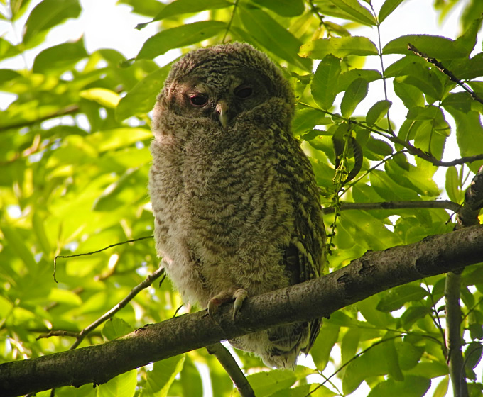 Eastern Tawny Owl
