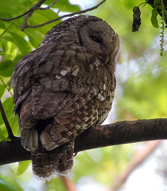 Eastern Tawny Owl