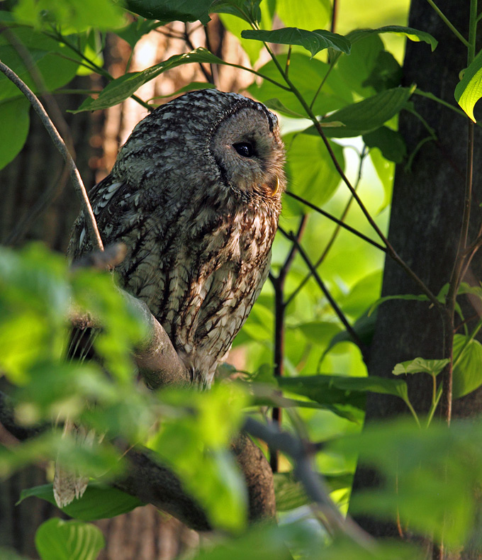 Eastern Tawny Owl