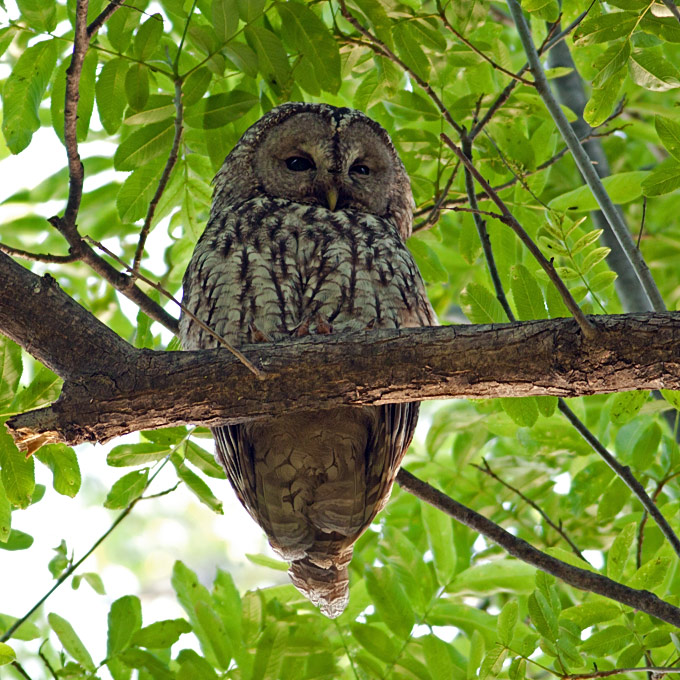 Eastern Tawny Owl