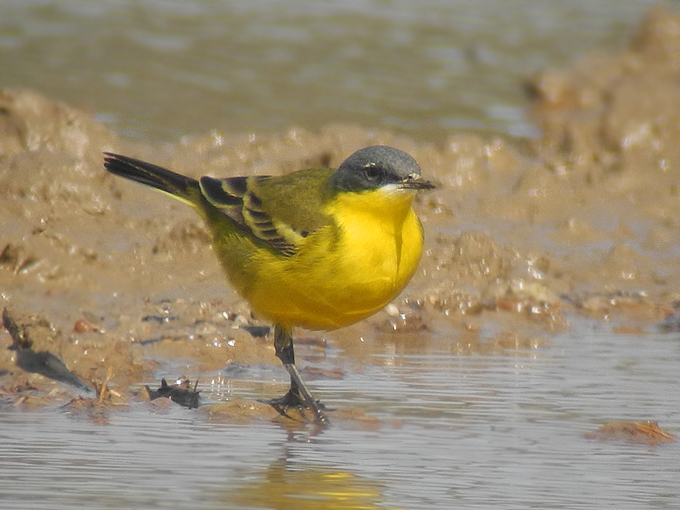 Eastern Yellow Wagtail
