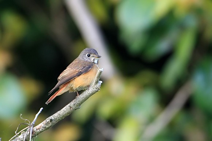 Ferruginous Flycatcher