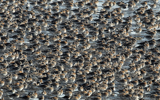 Great Knot