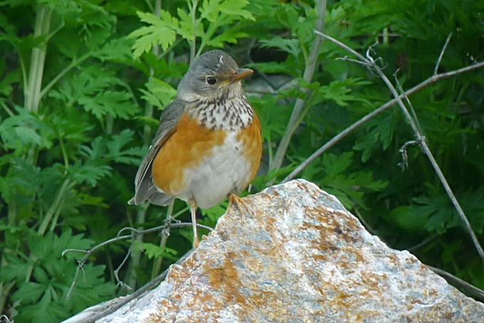 Grey-backed Thrush