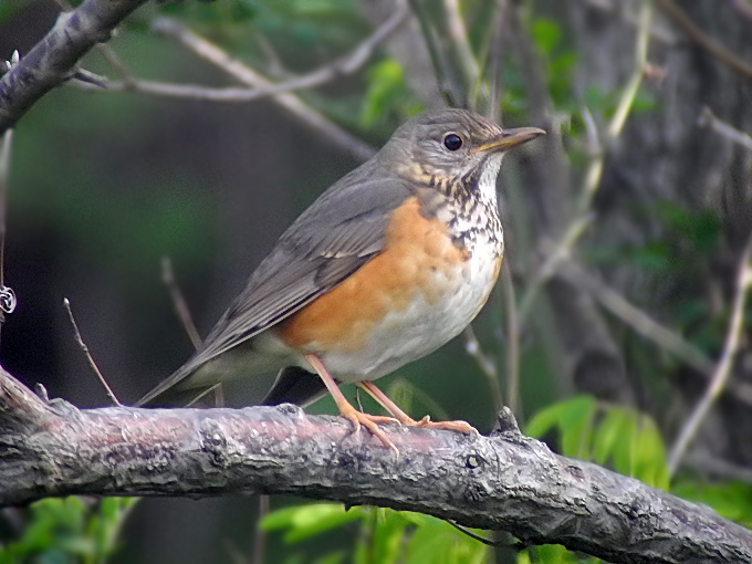 Grey-backed Thrush