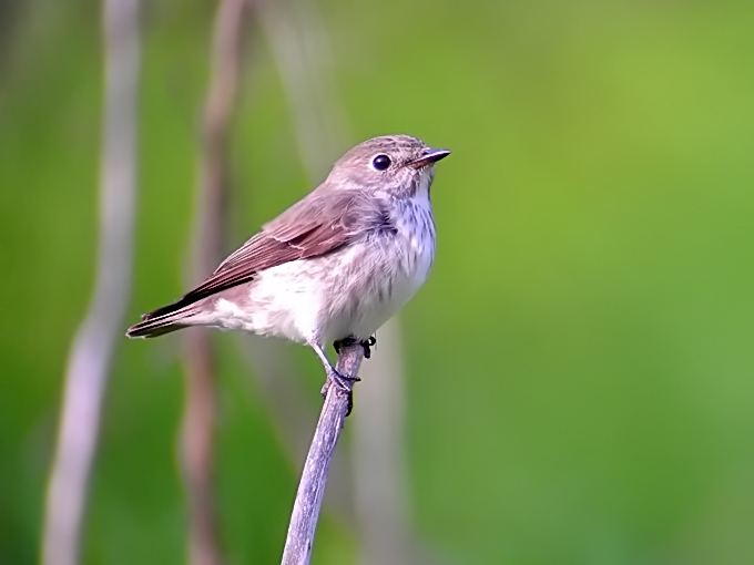 Grey-streaked Flycatcher