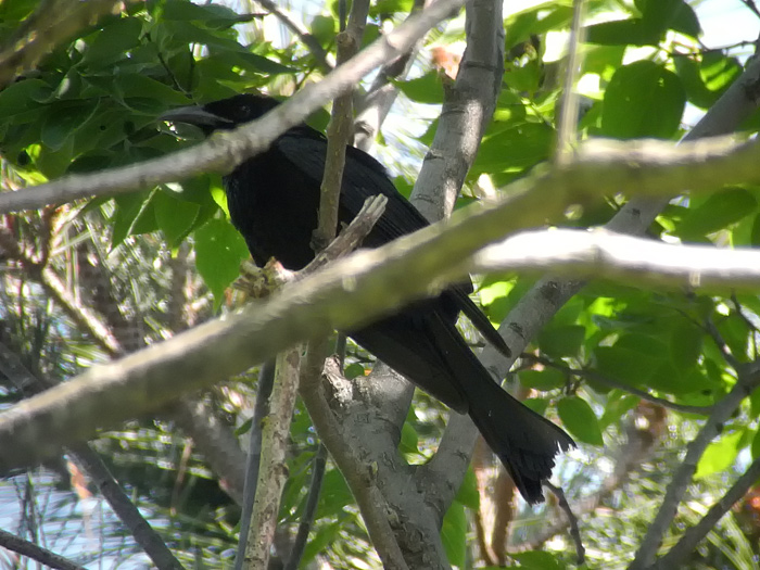 Hair-crested Drongo
