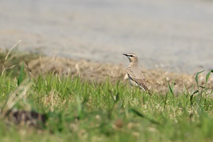 Isabelline Wheatear