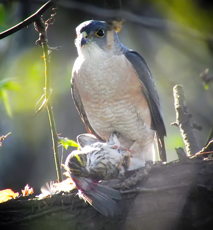Japanese Sparrowhawk
