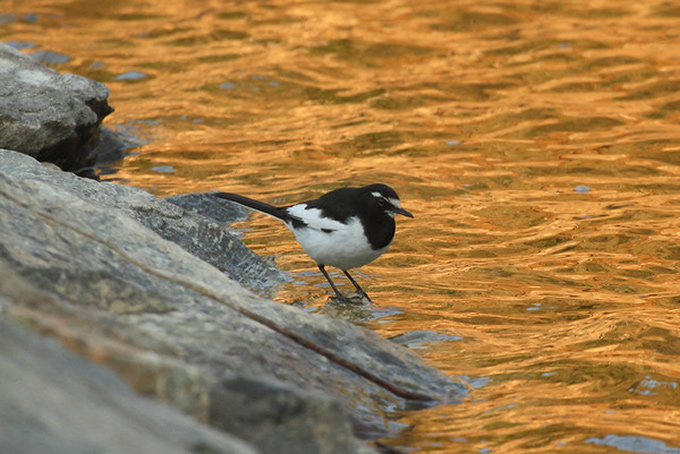 Japanese Wagtail