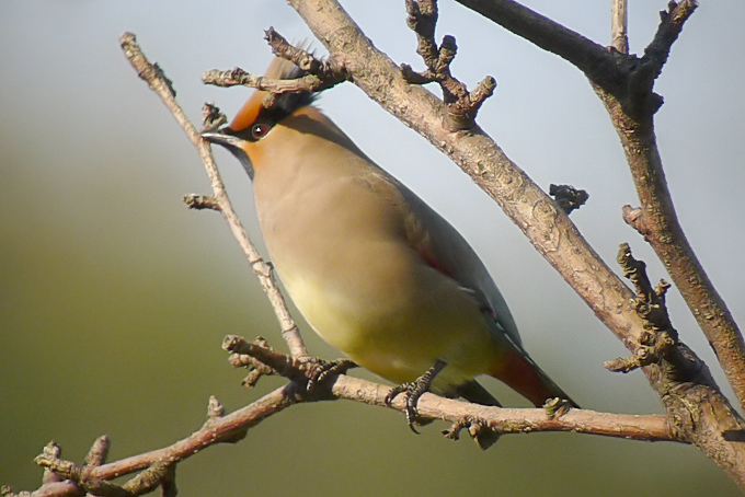 Japanese Waxwing