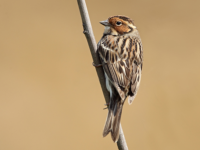 Little Bunting