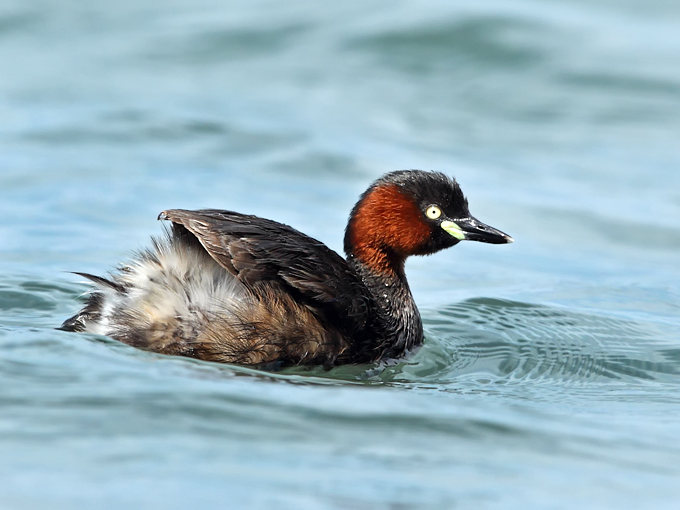 Little Grebe