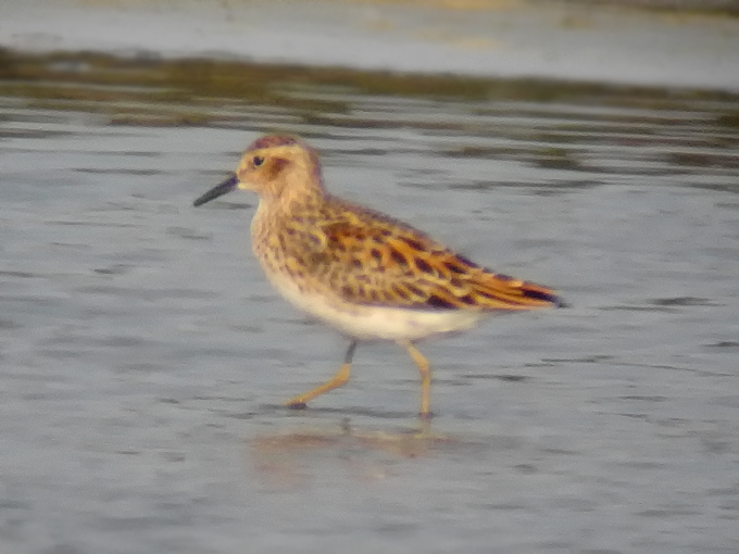 Long-toed Stint